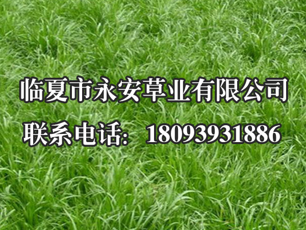 在我国长江流域及以南地区，冬季种植最广泛的牧草是一年生黑麦草