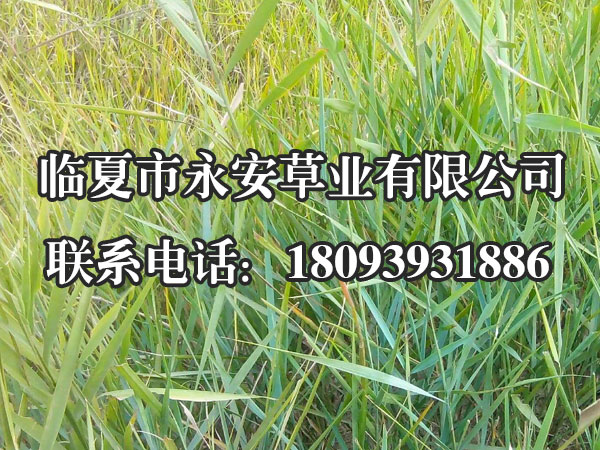  披碱草是多年生草本，疏丛型，须根状，根深可达100厘米。