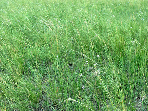 鸡冠山植物--纤毛披碱草