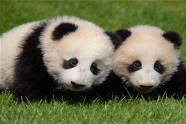 福州防辐射门浅析旅日熊猫宝宝取名“彩滨” 命名仪式吸引大量游客