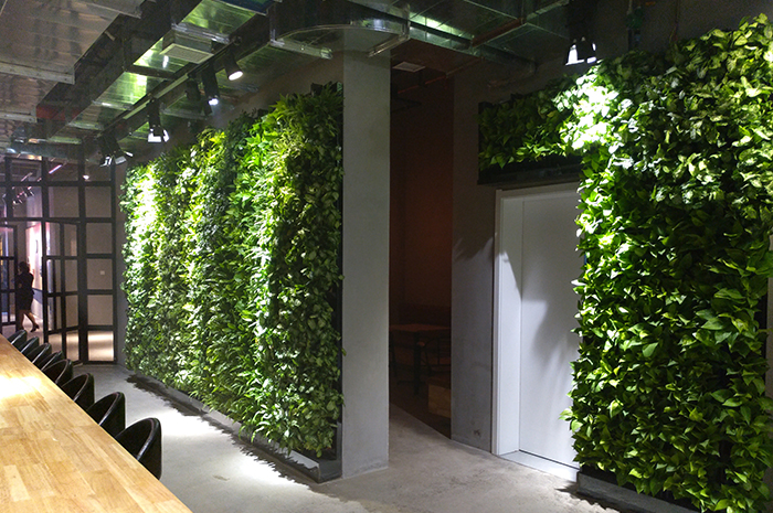 绿色背景墙可以摆放哪些植物？