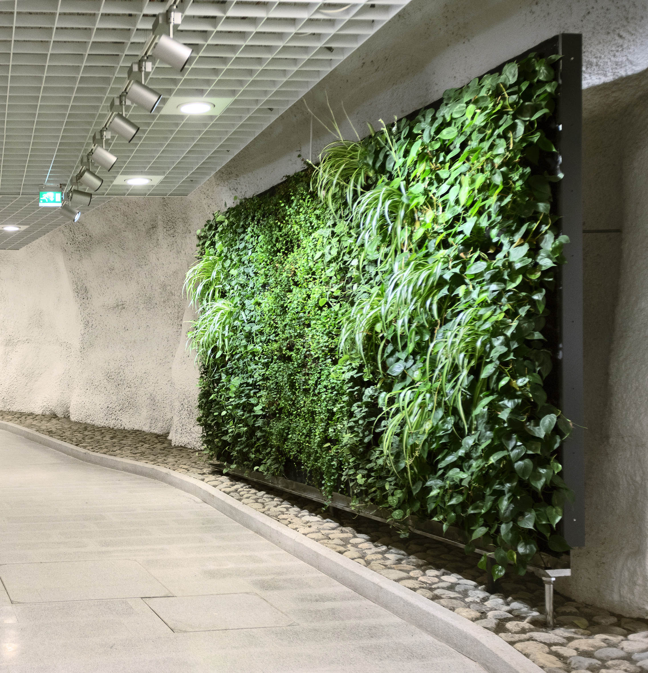 墙体绿化的强大功能有哪些