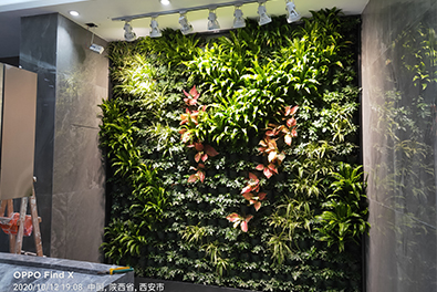 生态植物墙