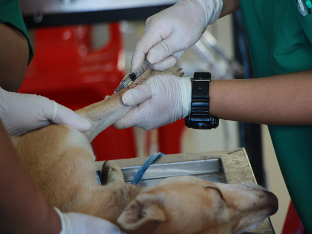 宠物医院在线解读犬瘟热的发病症状和预防治疗方法
