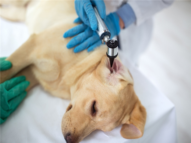 宠物诊所给大家介绍宠物细小病毒的病发原理和防治方法