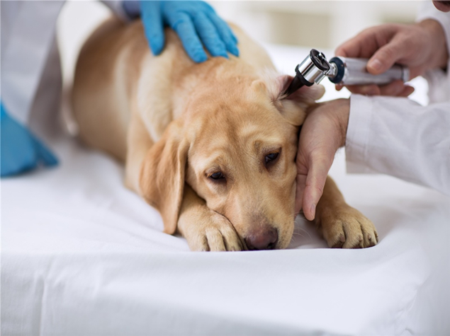 绵阳宠物诊所分享：宠物犬皮肤疾病问题的治疗介绍