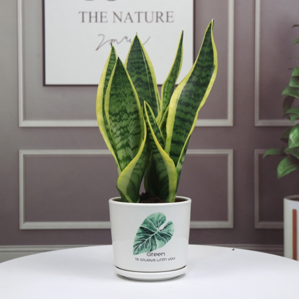 植物租摆公司分享几种常见的室内吊盆植物？
