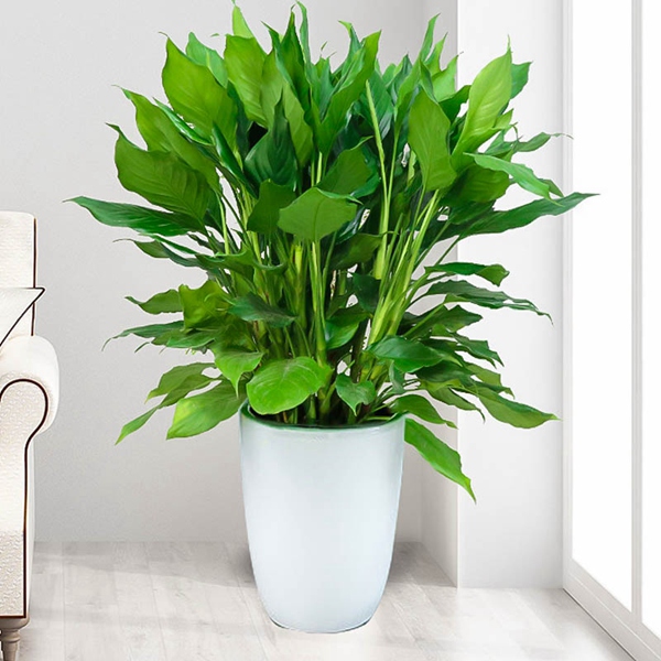 绵阳绿植租赁-室内租摆植物光线不佳如何解决？