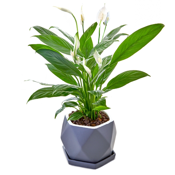 綿陽花卉出租-辦公室綠植養護用什么盆栽好