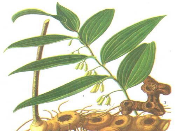 绵阳平武黄精种苗在种植时怎么做可以提高发芽率
