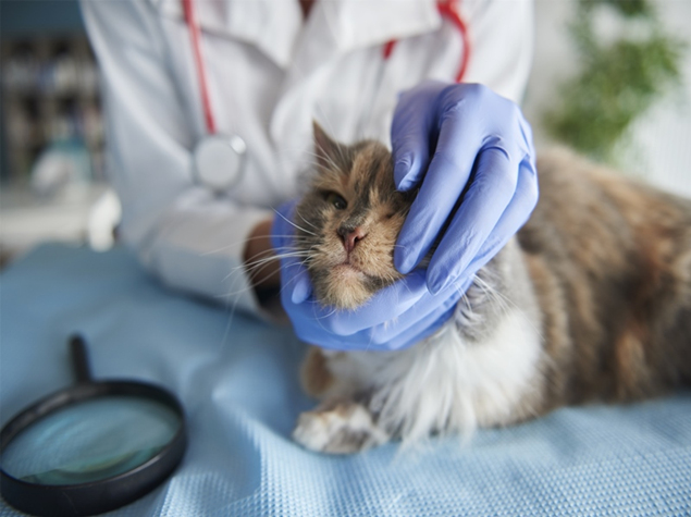 绵阳正规宠物医院_养布偶猫需要注意哪些问题？