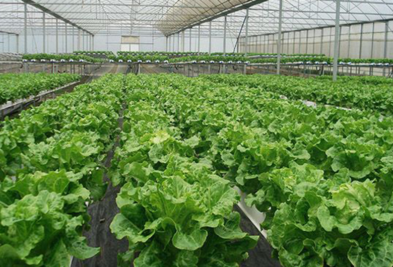 青海蔬菜溫室大棚在栽培時應注意的問題