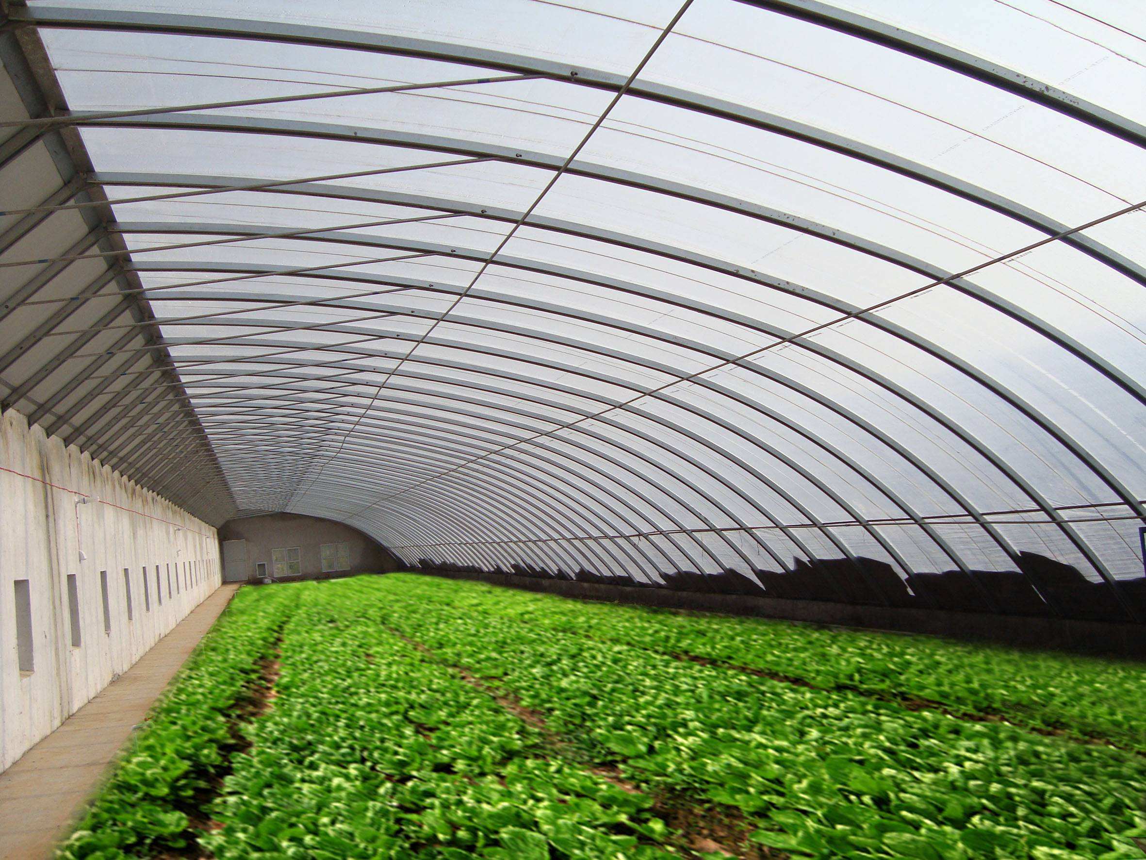 蔬菜温室大棚种植时发现有氨气出现怎么办