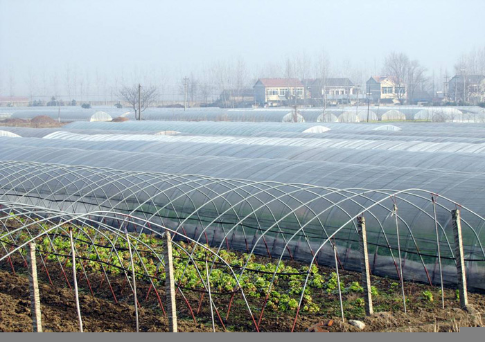 青海温室大棚厂家分享防止蔬菜受冻的措施