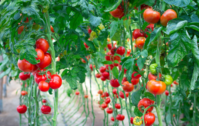番茄温室大棚