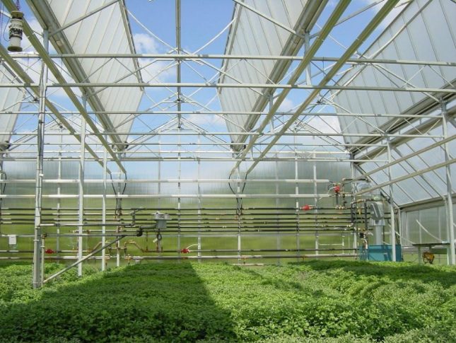 蔬菜溫室大棚在冬季如何預防死苗