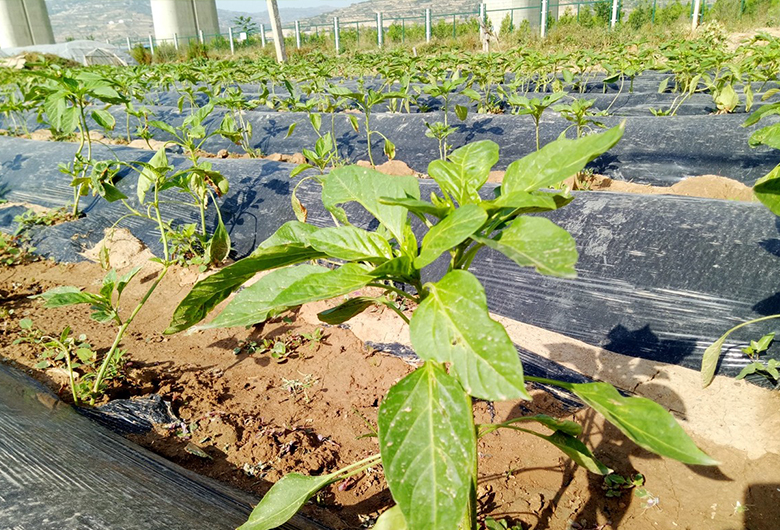 使用蔬菜温室大棚种植辣椒，要掌握这些关键的种植技术
