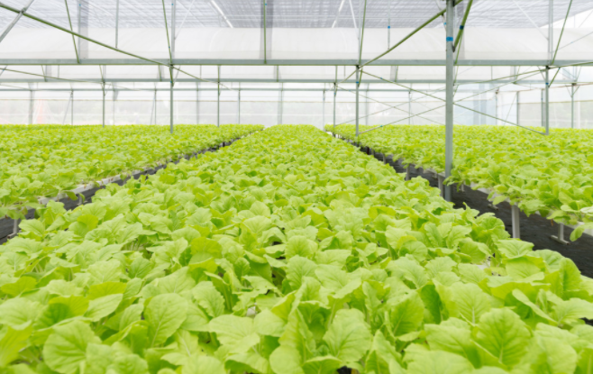 蔬菜温室大棚种植对土质的三个要求