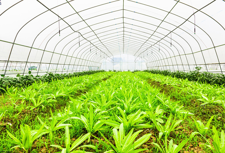 如何预防农业温室大棚中气体对蔬菜的危害？