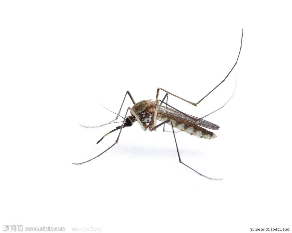微距摄影【蚊子】|摄影|风光摄影|瓜哥微距摄影 - 原创作品 - 站酷 (ZCOOL)