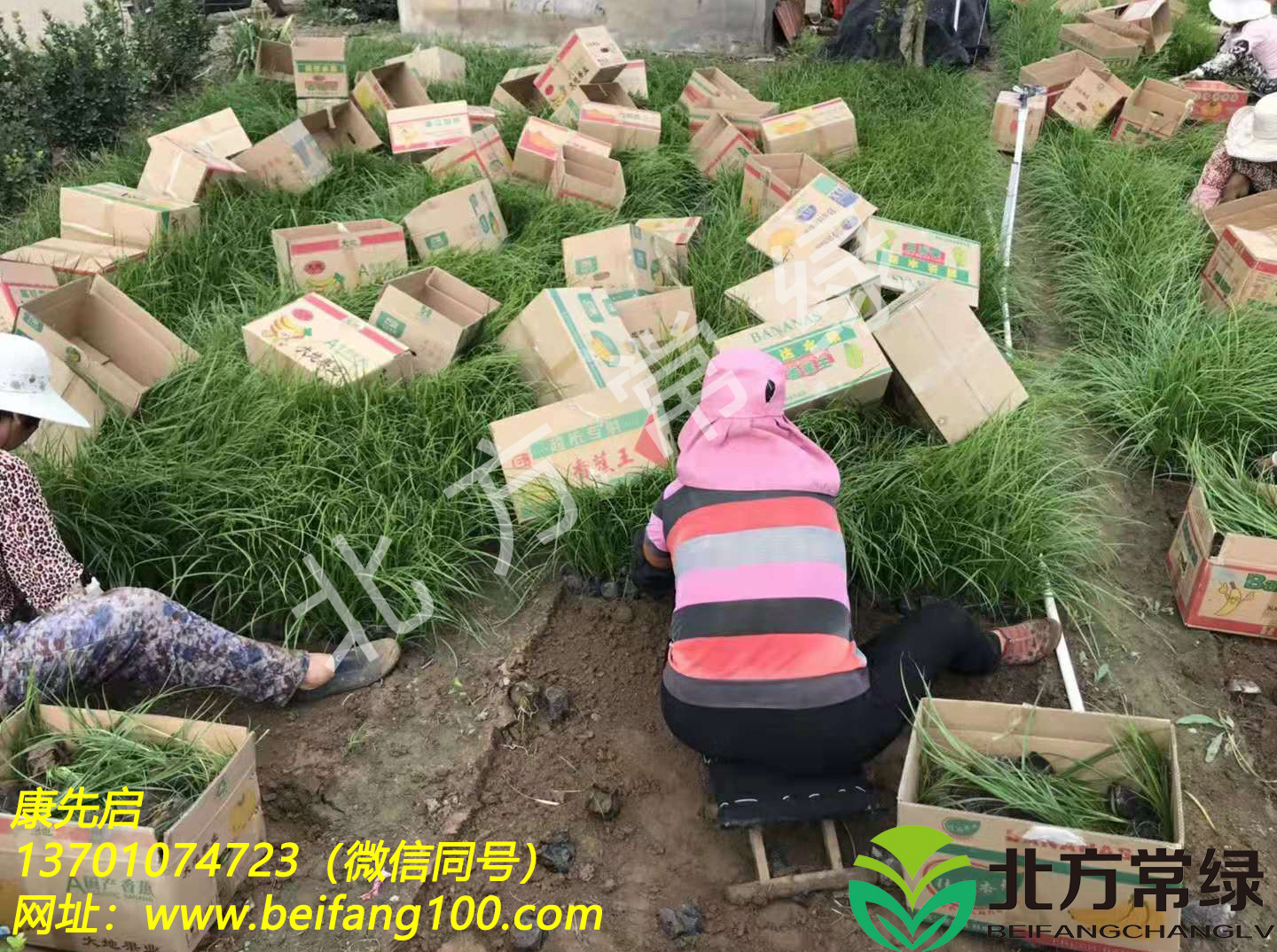 北京青绿苔草基地直供，质量保证！