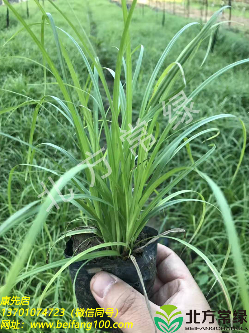 青绿苔草小苗基地批发直供