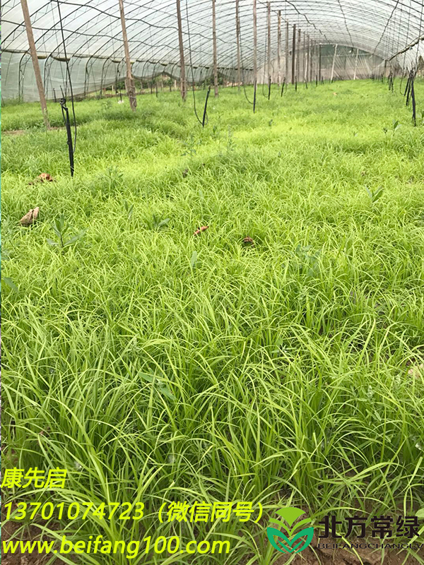 青绿苔草批发选北方常绿，基地自产自销！