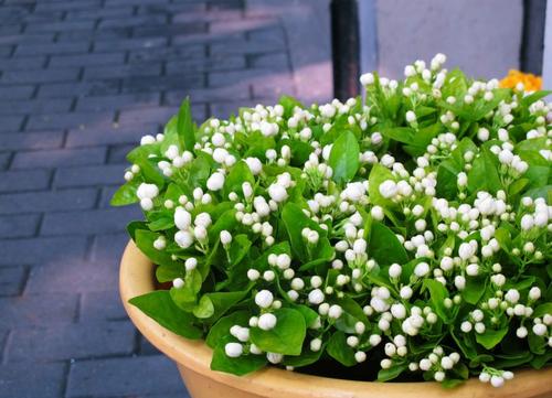 私家花园设计里茉莉花怎么上肥