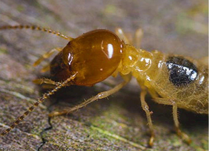 没白蚁怎么还要对白蚁进行灭治呢？