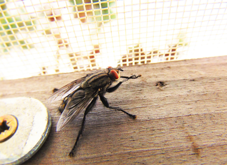 仁寿养殖场蚊蝇的危害和防治措施