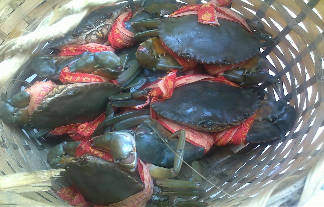 产自浙江中部沿海的三门湾畔的三门青蟹