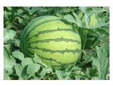 秋季干燥吃哪種的水果最解渴-西瓜還是？