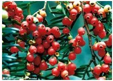 红豆杉国家一级保护植物，作为绿化植物它集药用(防癌).观赏(盆景).保健(释放氧气)与一体