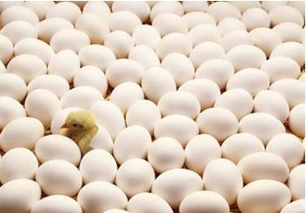 营养丰富的家禽蛋中鸡蛋最好还是鸭蛋，还是其它鸟类的蛋
