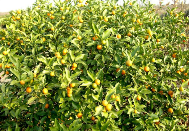 苗木种植合作社分享柑橘幼苗管理方法