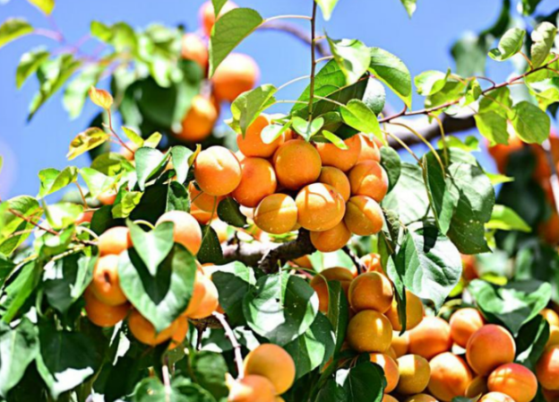 太阳杏种植在基肥的基础上还要适时追肥