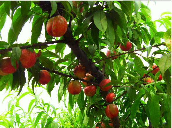 做好桃园施肥管理细节，提高桃树品质和产量
