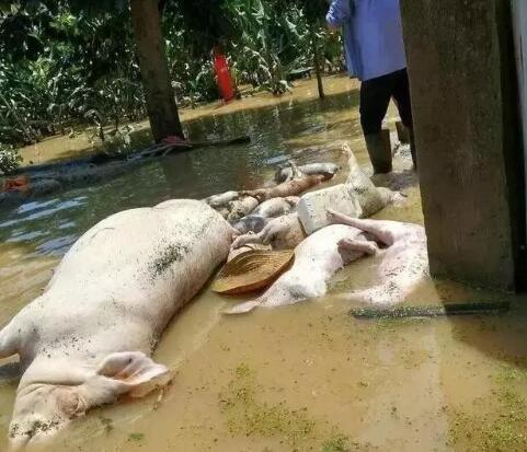 养殖场经过强降雨 才知道无害化设备的重要性