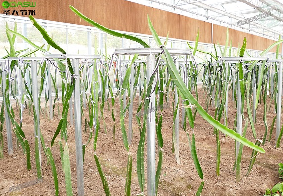温室种植火龙果滴灌水肥一体化方案设计