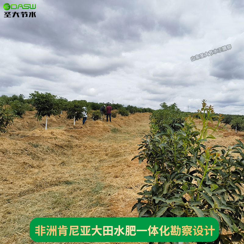 圣大节水非洲肯尼亚大田牛油果滴灌水肥一体化现场勘察设计