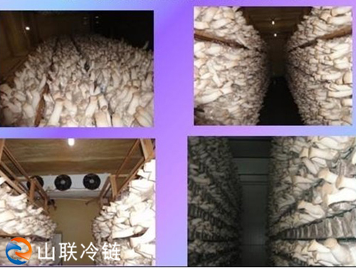 食用菌冷庫設計