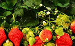 四季草莓苗介紹脫毒草莓苗管道化栽培技術要點解析