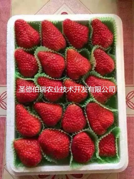 请红颜草莓苗繁育基地介绍草莓的采摘及清洗方法