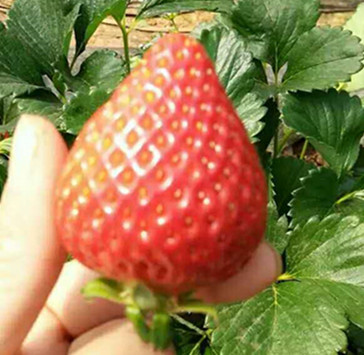 草莓为何会有畸形果