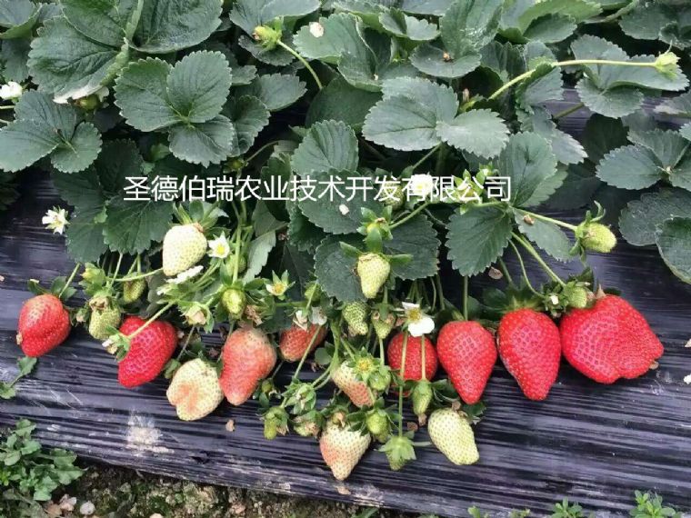 草莓苗种植基地讲解草莓苗移植后的管理细节