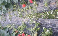牛奶草莓苗提醒草莓花期牢记这五点