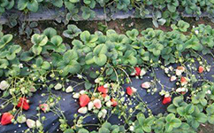 脱毒草莓苗 | 草莓苗重茬的弊端，四个防治措施早知道