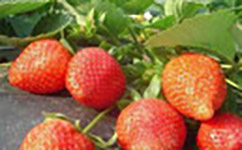 草莓苗繁育基地带您了解：草莓有这么多好处，快来解锁清洗草莓新技能