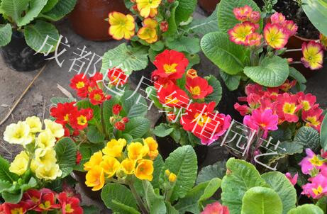 成都锦江区植物租赁公司为您介绍报春花的养护常识