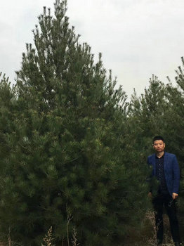 陕西精品4米白皮松